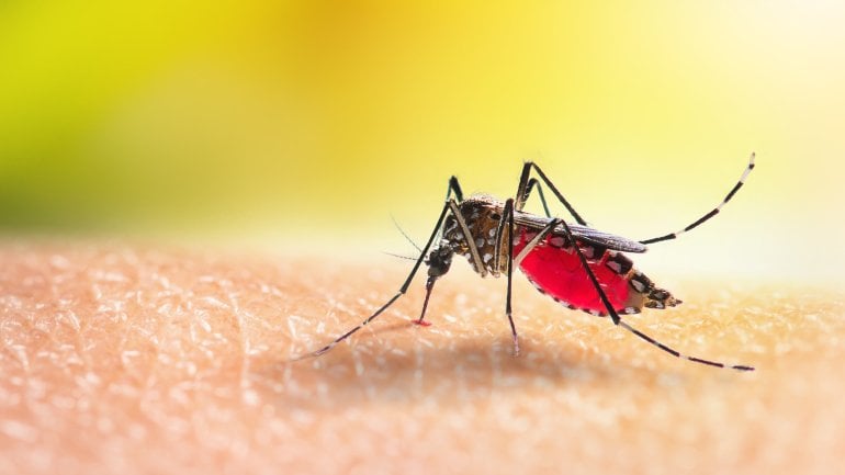 Bild einer Mücke, die Malaria überträgt.