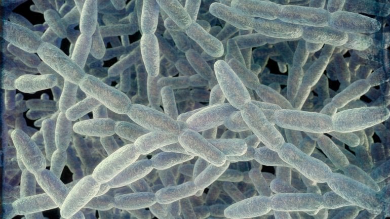 Illustration von der Bakterienart Legionella pneumophila.