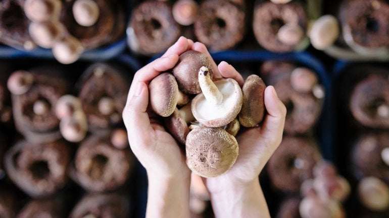 Pilze: Proteinreicher Fleischersatz