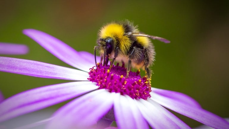 Harmloser Insektenstich: Hummelstich