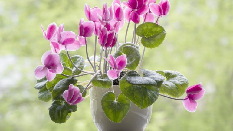 Giftige Pflanzen: Alpenveilchen (Cyclamen persicum)