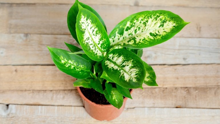 Giftige Pflanzen: Dieffenbachie (Dieffenbachia seguine)