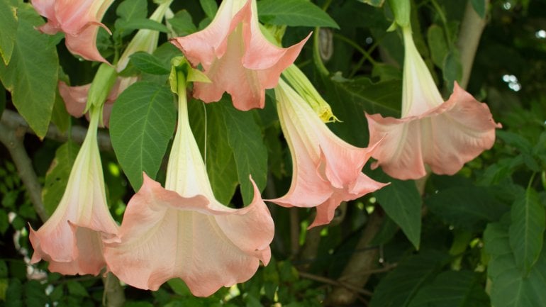 Giftige Pflanzen: Engelstrompete (Brugmansia spec.)