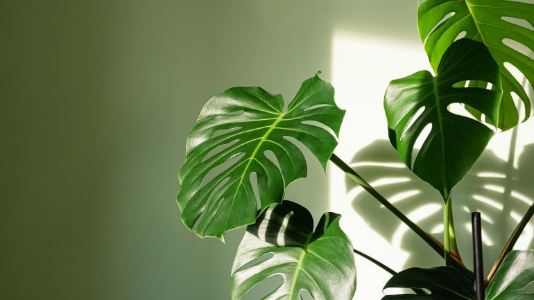 Giftige Pflanzen: Fensterblatt (Monstera spec.)