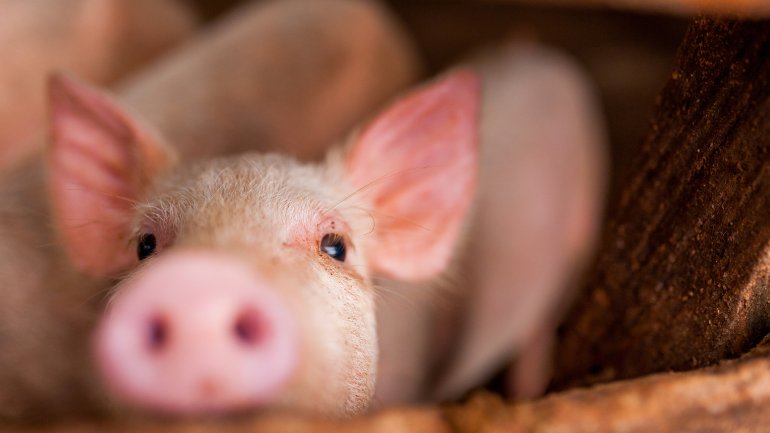 Ein kleines Schwein streckt seine Nase in Richtung Kamera.