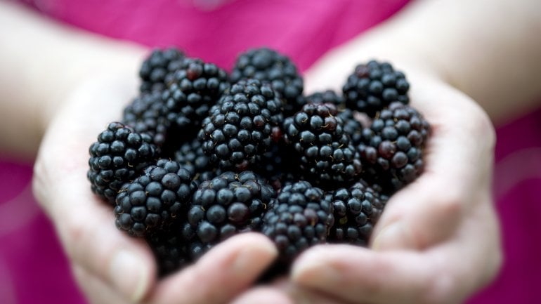 Brombeeren sind reich an Antioxidantien