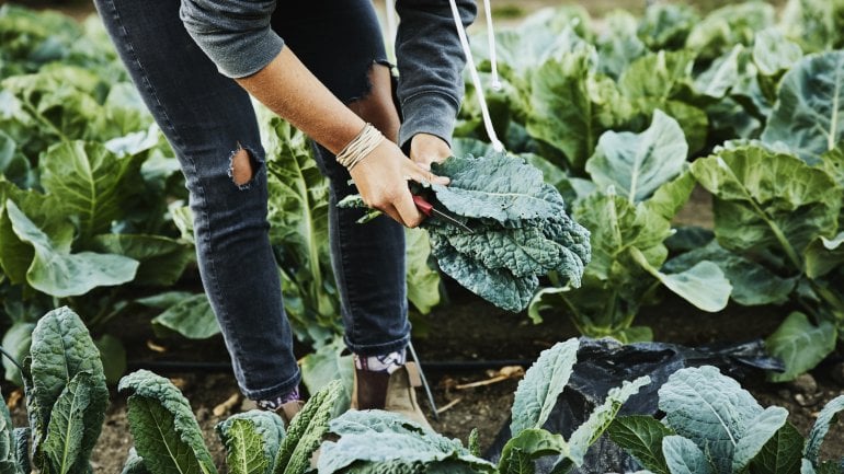 Kohl: Lebensmittel, das zu Blähbauch führt