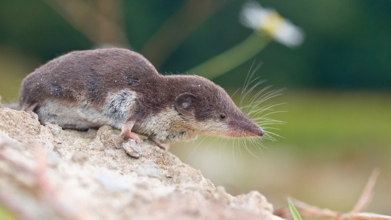 Zu sehen ist eine Feldspitzmaus. Die Tiere übertragen das Bornavirus