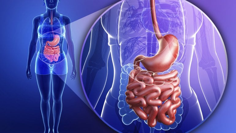 Eine Illustration zum Verdauungstrakt einer Frau: Farblich hervorgehoben sind Speiseröhre, Magen und Dünndarm