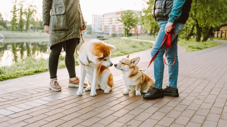 Tiere als Begleiter: Hilfe, um Einsamkeit zu überwinden