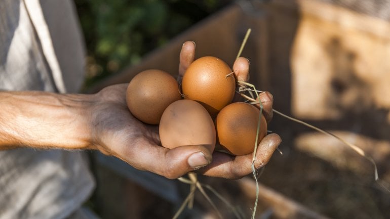 Eier enthalten wenig Purine