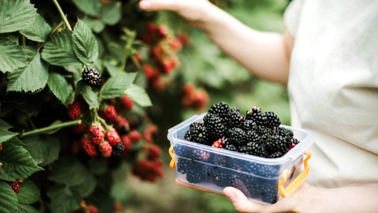 Brombeeren sind fructosearmes Obst