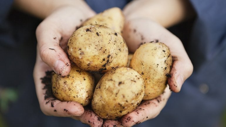 Arthrose: Silizium spielt wichtige Rolle bei der Ernährung