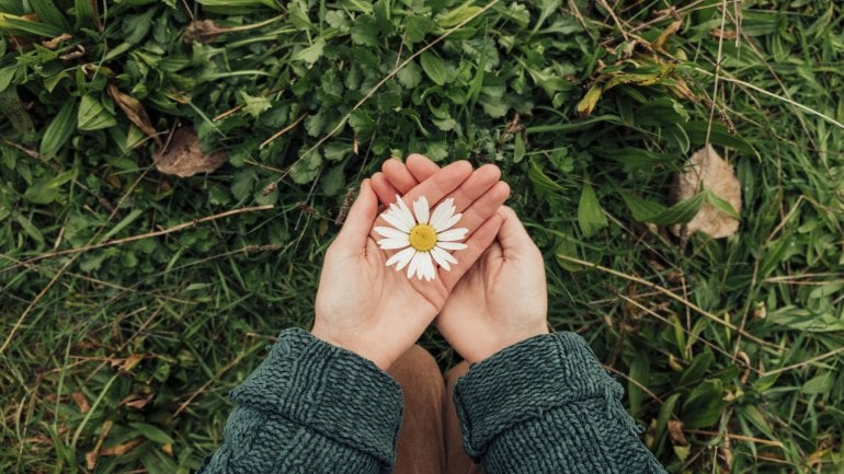 Was hilft gegen Mückenstiche? Gänseblümchen