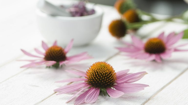 Echinacea