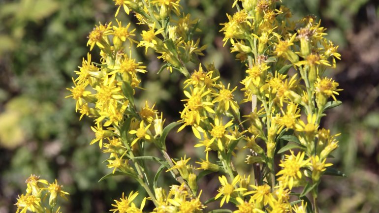 Man sieht den Blütenstand der Gewöhnlichen Goldrute (Solidago virgaurea).