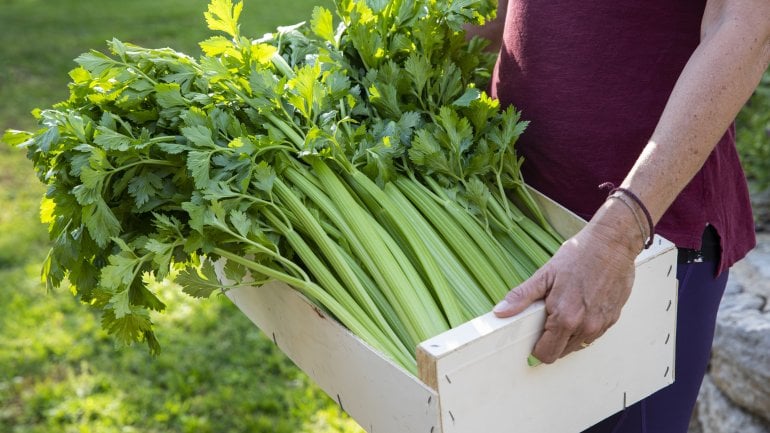 Kreuzallergie auf Sellerie bei Baumpollen