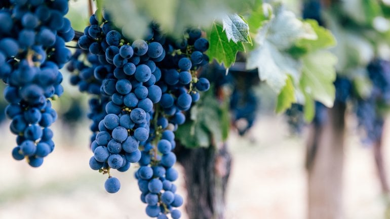 Resveratrol als natürlicher Blutverdünner?