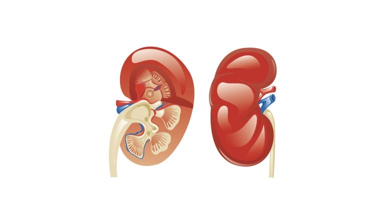 Man sieht eine schematische Darstellung der Nieren.