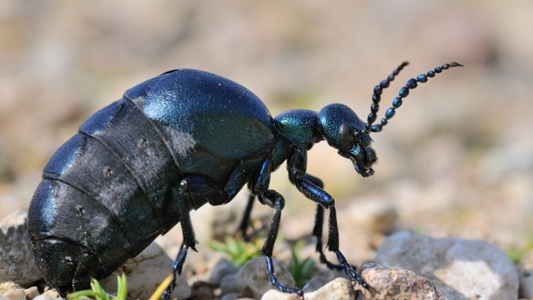 Man sieht einen Schwarzblauen Ölkäfer  über steinigen Boden krabbeln