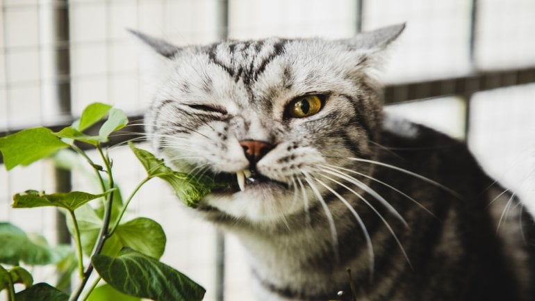 Katzen, Schlangen, Insekten: Weitere Tierphobien