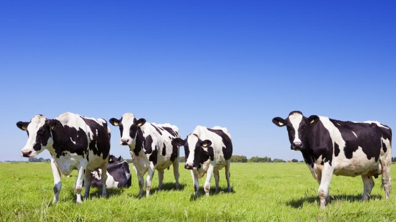 Auf einer grünen Wiese unter blauem Himmel steht eine Gruppe schwarzweiß gefleckter Milchkühe.