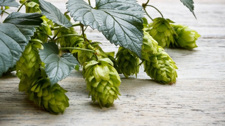 Hopfen für besseren Schlaf