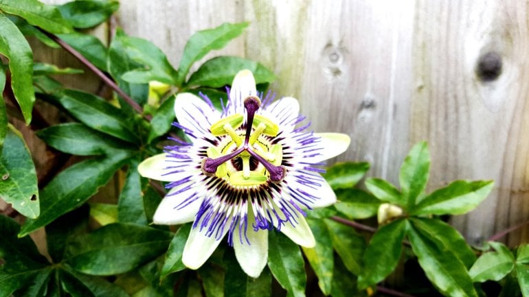 Natürliches Schlafmittel: Passionsblumenkraut