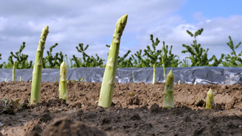 Spargel ist eine Giftpflanze