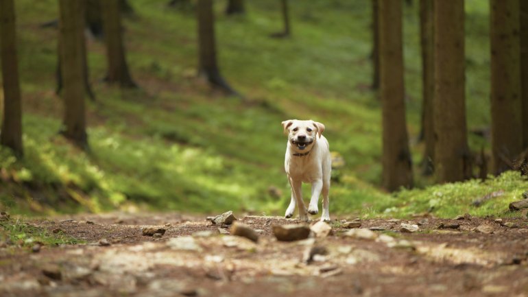 Man sieht einen Hund auf einem Waldweg.