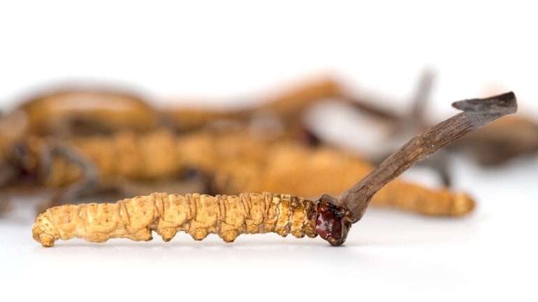 Man sieht den Chinesischen Raupenpilz (Cordyceps sinensis).