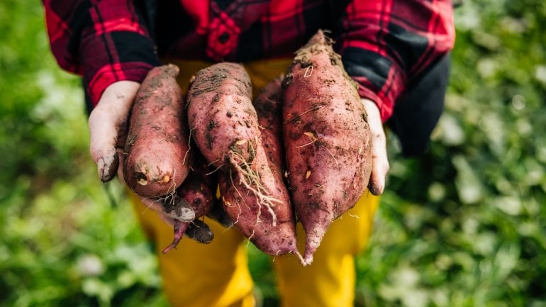 Lebensmittel mit Vitamin A: Süßkartoffeln