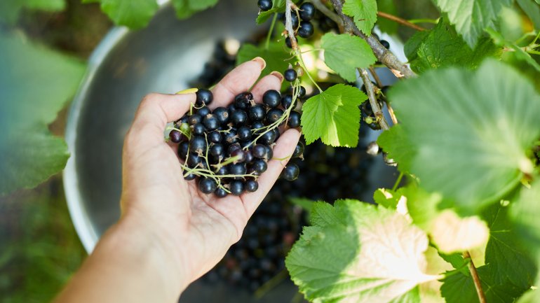 Schwarze Johannisbeeren: Lebensmittel mit viel Vitamin C