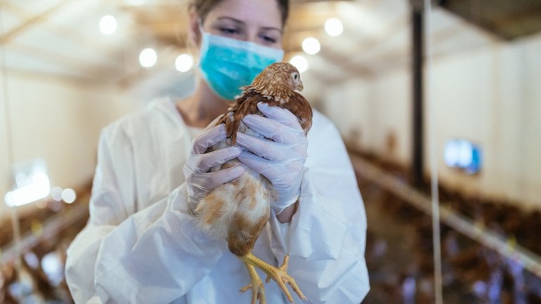 Vogelgrippe: Tierärztin hält infizierten Vogel in der Hand.