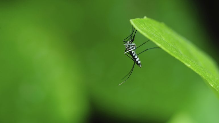 Wie wird das Zika-Virus übertragen?